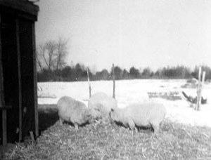 three sheep eating together on some hay