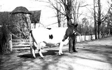 Melvin holding white holstein with black patches and head in front of barn with silo