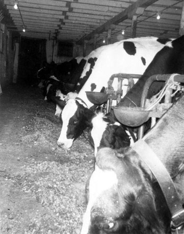 looking down row of cows feeding in barn